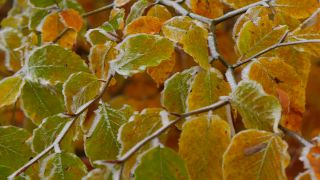 Link to Video | autumn, flora, season, nature