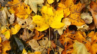 Link to Video | autumn, flora, season, nature