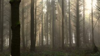 Link to Video | tree, fog, forest, woody plant, nature, light