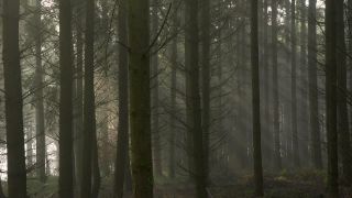 Link to Video | tree, fog, forest, woody plant, nature, light