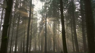 Link zum Video | Baum, Nebel, Wald, Gehölz, Natur, Licht