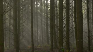 Link zum Video | Baum, Nebel, Wald, Gehölz, Natur, Licht