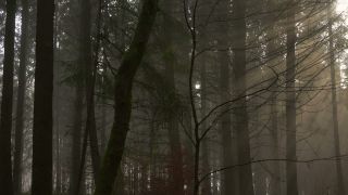 Link to Video | tree, fog, forest, woody plant, nature, light