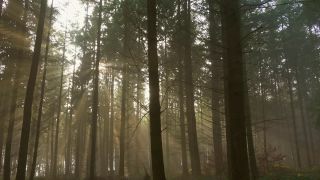Link zum Video | Baum, Nebel, Wald, Gehölz, Natur, Licht