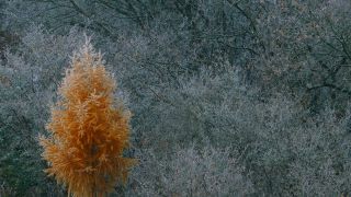 Link to Video | landscape, tree, freezing, autumn leaf color, winter, autumn, Larix, soft rime, forest, woody plant, nature