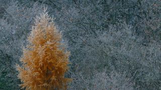 Link to Video | landscape, tree, freezing, autumn leaf color, winter, autumn, Larix, soft rime, forest, woody plant, nature