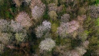 Link to Video | landscape, tree, bird's-eye view, spring, season, landform, high-angle shot, forest, aerial shot, flower, woody plant, nature