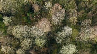 Link zum Video | Landschaft, Baum, Vogelperspektive, Frühling, Jahreszeit, Landform, Aufsicht, Wald, Luftaufnahme, Blüte, Gehölz, Natur