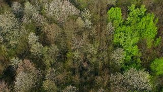 Link to Video | landscape, tree, bird's-eye view, spring, season, landform, high-angle shot, forest, aerial shot, flower, woody plant, nature