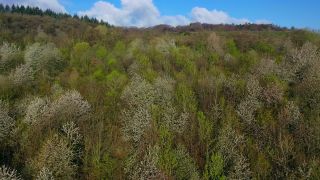 Link to Video | landscape, tree, bird's-eye view, spring, season, landform, high-angle shot, forest, aerial shot, flower, woody plant, nature