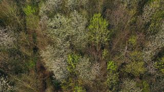 Link zum Video | Landschaft, Baum, Vogelperspektive, Frühling, Jahreszeit, Landform, Aufsicht, Wald, Luftaufnahme, Blüte, Gehölz, Natur
