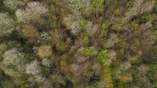 Link to Video | landscape, tree, bird's-eye view, spring, season, landform, high-angle shot, forest, aerial shot, flower, woody plant, nature