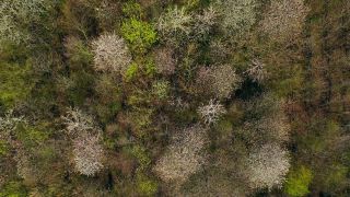Link to Video | landscape, tree, bird's-eye view, spring, season, landform, high-angle shot, forest, aerial shot, flower, woody plant, nature