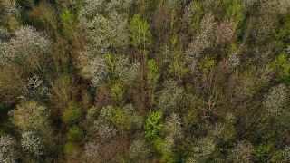 Link zum Video | Landschaft, Baum, Vogelperspektive, Frühling, Jahreszeit, Landform, Aufsicht, Wald, Luftaufnahme, Blüte, Gehölz, Natur