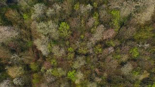 Link to Video | landscape, tree, bird's-eye view, spring, season, landform, high-angle shot, forest, aerial shot, flower, woody plant, nature
