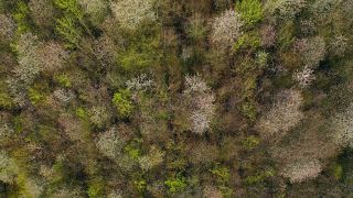 Link to Video | landscape, tree, bird's-eye view, spring, season, landform, high-angle shot, forest, aerial shot, flower, woody plant, nature
