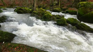 Link to Video | landscape, Rhineland-Palatinate, German-Luxembourg Nature Park, rock, Irreler Wasserfälle, Germany, water, watercourse, river, forest, Irrel, rapids, Prüm River, nature