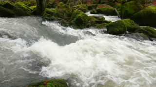 Link to Video | landscape, Rhineland-Palatinate, German-Luxembourg Nature Park, rock, Irreler Wasserfälle, Germany, water, watercourse, river, forest, Irrel, rapids, Prüm River, nature