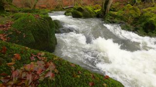 Link to Video | landscape, Rhineland-Palatinate, German-Luxembourg Nature Park, rock, Irreler Wasserfälle, Germany, water, watercourse, river, forest, Irrel, rapids, Prüm River, nature