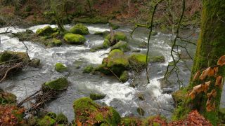 Link to Video | landscape, Rhineland-Palatinate, German-Luxembourg Nature Park, rock, Irreler Wasserfälle, Germany, water, watercourse, river, forest, Irrel, rapids, Prüm River, nature