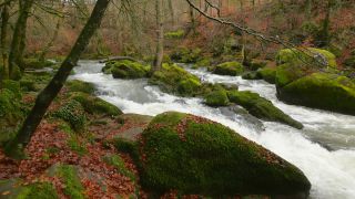 Link to Video | landscape, Rhineland-Palatinate, German-Luxembourg Nature Park, rock, Irreler Wasserfälle, Germany, water, watercourse, river, forest, Irrel, rapids, Prüm River, nature