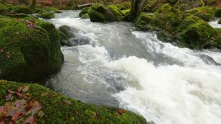 Link to Video | landscape, Rhineland-Palatinate, German-Luxembourg Nature Park, rock, Irreler Wasserfälle, Germany, water, watercourse, river, forest, Irrel, rapids, Prüm River, nature