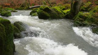 Link to Video | landscape, Rhineland-Palatinate, German-Luxembourg Nature Park, rock, Irreler Wasserfälle, Germany, water, watercourse, river, forest, Irrel, rapids, Prüm River, nature
