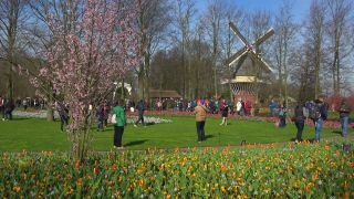 Link to Video | tourist destination, flora, Keukenhof, flora and fauna, park, Lisse, Netherlands, tourist attraction, nature