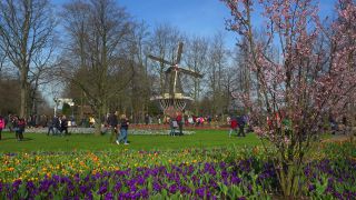 Link to Video | tourist destination, flora, Keukenhof, flora and fauna, park, Lisse, Netherlands, tourist attraction, nature