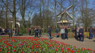 Link to Video | tourist destination, flora, Keukenhof, flora and fauna, park, Lisse, Netherlands, tourist attraction, nature