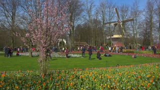 Link to Video | tourist destination, flora, Keukenhof, flora and fauna, park, Lisse, Netherlands, tourist attraction, nature