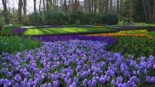 Link to Video | tourist destination, flora, Keukenhof, flora and fauna, park, Lisse, Netherlands, tourist attraction, nature