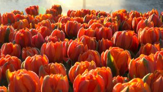 Link zum Video | Tourismusziel, Flora, Keukenhof, Flora und Fauna, Park, Lisse, Niederlande, Sehenswürdigkeit, Natur