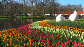 Link to Video | tourist destination, flora, Keukenhof, flora and fauna, park, Lisse, Netherlands, tourist attraction, nature