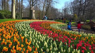 Link to Video | tourist destination, flora, Keukenhof, flora and fauna, park, Lisse, Netherlands, tourist attraction, nature