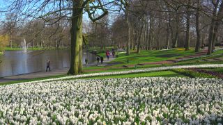 Link to Video | tourist destination, flora, Keukenhof, flora and fauna, park, Lisse, Netherlands, tourist attraction, nature