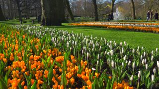 Link to Video | tourist destination, flora, Keukenhof, flora and fauna, park, Lisse, Netherlands, tourist attraction, nature