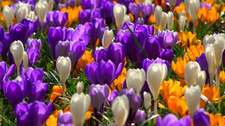 Link to Video | tourist destination, flora, Keukenhof, flora and fauna, park, Lisse, Netherlands, tourist attraction, nature