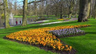 Link to Video | tourist destination, flora, Keukenhof, flora and fauna, park, Lisse, Netherlands, tourist attraction, nature