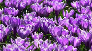 Link to Video | tourist destination, flora, Keukenhof, flora and fauna, park, Lisse, Netherlands, tourist attraction, nature