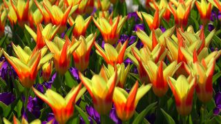 Link to Video | tourist destination, flora, Keukenhof, flora and fauna, park, Lisse, Netherlands, tourist attraction, nature