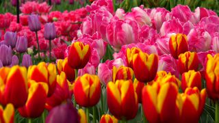 Link to Video | tourist destination, flora, Keukenhof, flora and fauna, park, Lisse, Netherlands, tourist attraction, nature