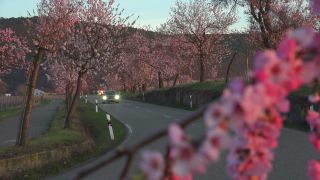 Link to Video | landscape, passenger car, Rhineland-Palatinate, spring, Germany, road, Neustadt an der Weinstraße, vehicle, flower, nature, Gimmeldingen