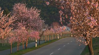 Link to Video | landscape, passenger car, Rhineland-Palatinate, spring, Germany, road, Neustadt an der Weinstraße, vehicle, flower, nature, Gimmeldingen