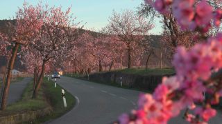 Link to Video | landscape, passenger car, Rhineland-Palatinate, spring, Germany, road, Neustadt an der Weinstraße, vehicle, flower, nature, Gimmeldingen