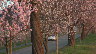 Link to Video | landscape, passenger car, Rhineland-Palatinate, spring, Germany, road, Neustadt an der Weinstraße, vehicle, flower, nature, Gimmeldingen