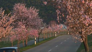 Link to Video | landscape, passenger car, Rhineland-Palatinate, spring, Germany, road, Neustadt an der Weinstraße, vehicle, flower, nature, Gimmeldingen
