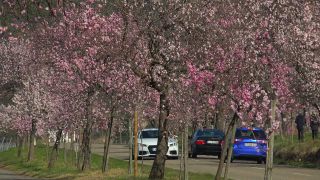 Link to Video | landscape, passenger car, Rhineland-Palatinate, spring, Germany, road, Neustadt an der Weinstraße, vehicle, flower, nature, Gimmeldingen