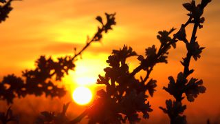 Link to Video | flora, fruit of Maloideae, Maloideae, almond, branch, Prunus dulcis, pink, flower, nature