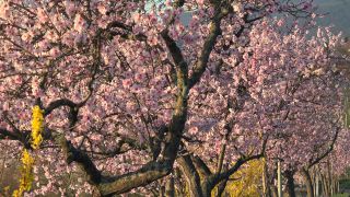 Link to Video | landscape, passenger car, Rhineland-Palatinate, spring, Germany, road, Neustadt an der Weinstraße, vehicle, flower, nature, Gimmeldingen